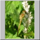 Sympetrum striolatum - Grosse Heidelibelle jung-m02.jpg
